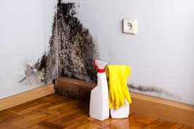 Best Water Damage & Mold Remediation  in Little Canada, MN